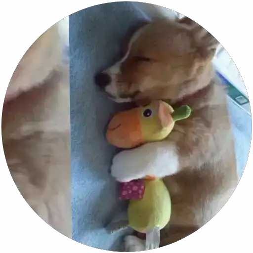 Lindos perritos🦴💞1🇵🇪Clásica 16