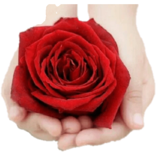 FLORES 🌹🌻💐 8