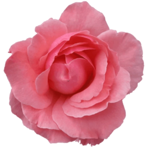 FLORES 🌹🌻💐 1