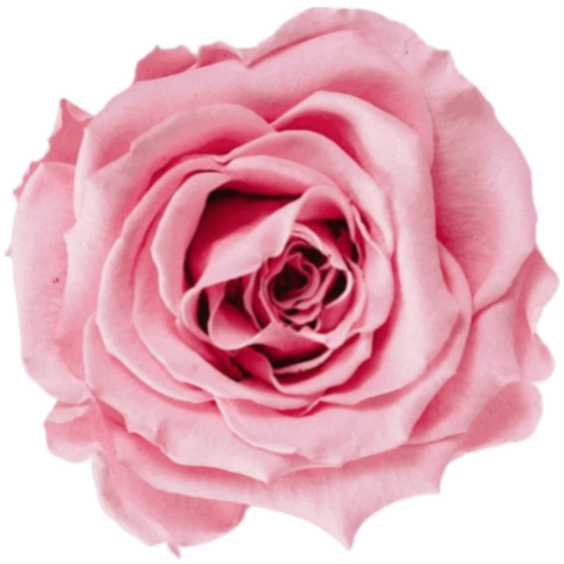 FLORES 🌹🌻💐 4