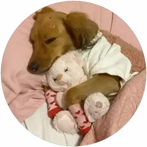 Lindos perritos🦴💞1🇵🇪Clásica 13