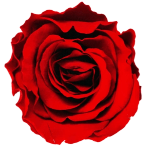 FLORES 🌹🌻💐 22