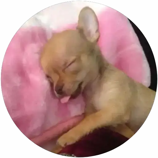 Lindos perritos🦴💞1🇵🇪Clásica 23