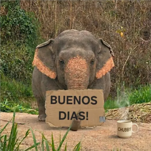 Elefante Chubby 🐘 1 20