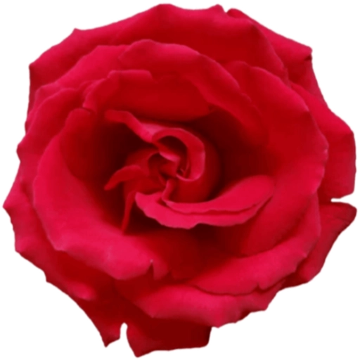 FLORES 🌹🌻💐 24