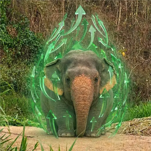 Elefante Chubby 🐘 1 23