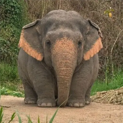 Elefante Chubby 🐘 1 1