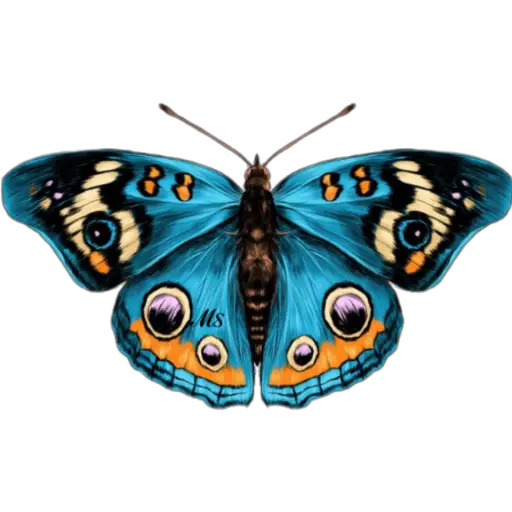 Butterfly🦋❥☯︎ͫ1🇲🇽Clásica 13