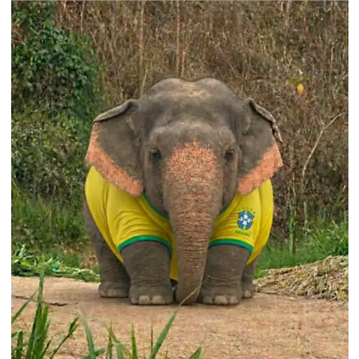 Elefante Chubby 🐘 1 8