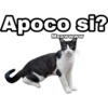 Apoco si?
Meawwww