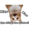 Miaw
Miaw
Que chingados quieres?