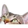 Cute Animals 2 DZ 11