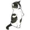 Gatitos hermosos 2 12