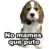 No mames
que puto