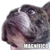 MAGNÍFICO