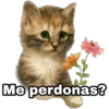 Me perdonas?