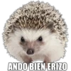 ANDO BIEN ERIZO