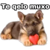 Te gelo muxO