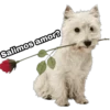 www.hamma
Salimos amor?