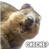 CHECHE?