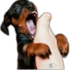 Perros I 6