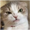 Gatitos enojados 5