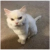 Gatitos enojados 6
