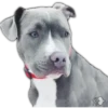 Perros I 9