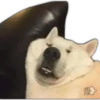 Perros I 10