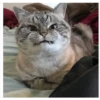 Gatitos enojados 7