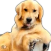 Perros I 11