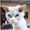 Gatitos enojados 8