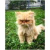 Gatitos enojados 9
