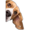 Perros I 18