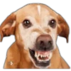 Perros I 23