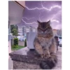 Gatitos enojados 12