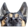 Perros II 5