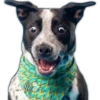 Perros II 6