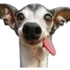 Perros II 8