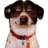Perros II 9
