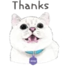 Cats 6