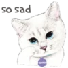 Cats 7