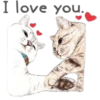 Cats 8