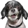 Perros II 11