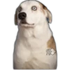 Perros II 12