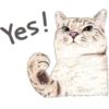 Cats 10