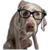 Perros II 14