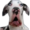Perros II 15