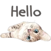 Cats 12