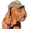 Perros II 16